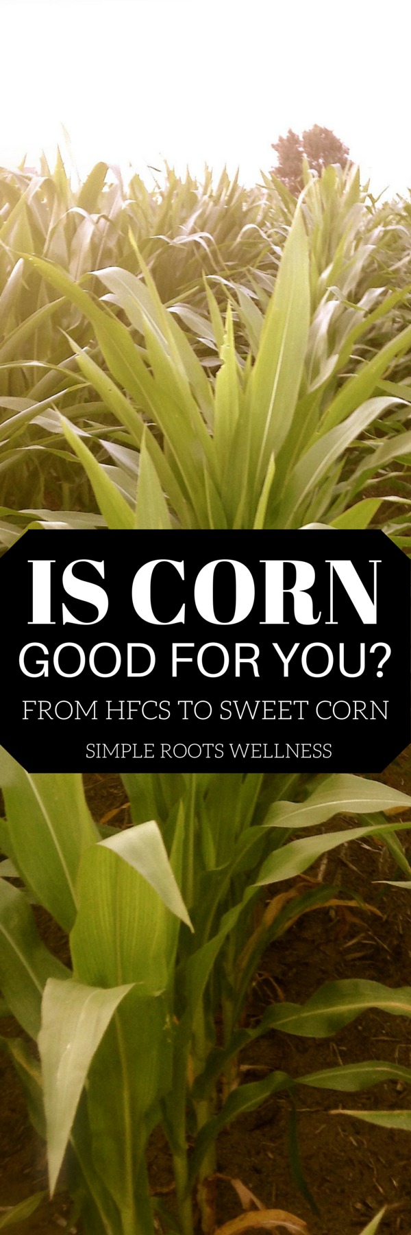 Is Corn Good For You? | simplerootswellness.com