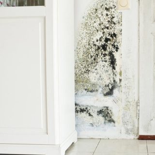 Mold is a silent epidemic and is the root cause of so many diseases. If you fix the mold problem, could you fix your health? Find out here.